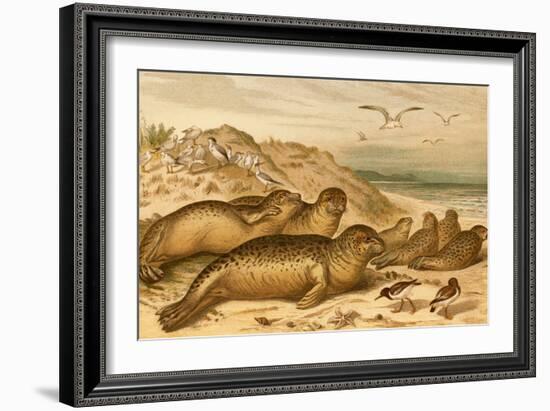 Seals-F.W. Kuhnert-Framed Art Print