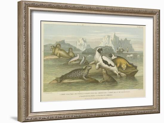 Seals-null-Framed Giclee Print