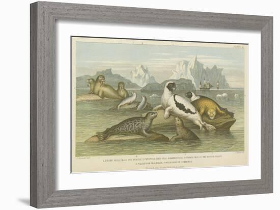 Seals-null-Framed Giclee Print