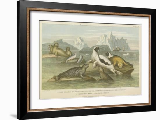 Seals-null-Framed Giclee Print