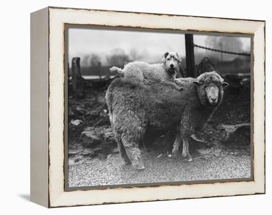 Sealyham Riding a Sheep-null-Framed Premier Image Canvas