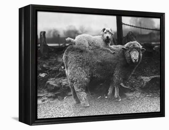 Sealyham Riding a Sheep-null-Framed Premier Image Canvas