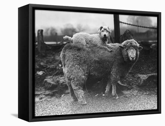 Sealyham Riding a Sheep-null-Framed Premier Image Canvas