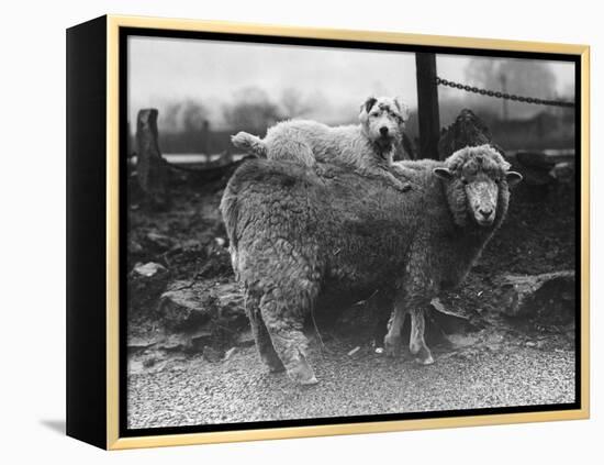 Sealyham Riding a Sheep-null-Framed Premier Image Canvas