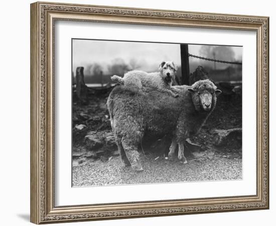 Sealyham Riding a Sheep-null-Framed Photographic Print