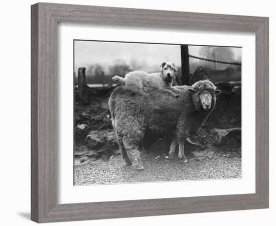 Sealyham Riding a Sheep-null-Framed Photographic Print