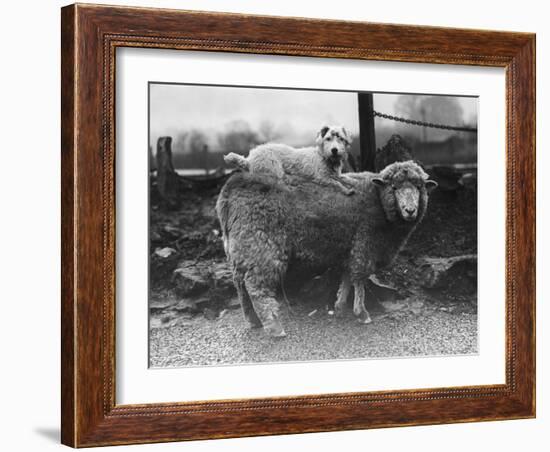 Sealyham Riding a Sheep-null-Framed Photographic Print