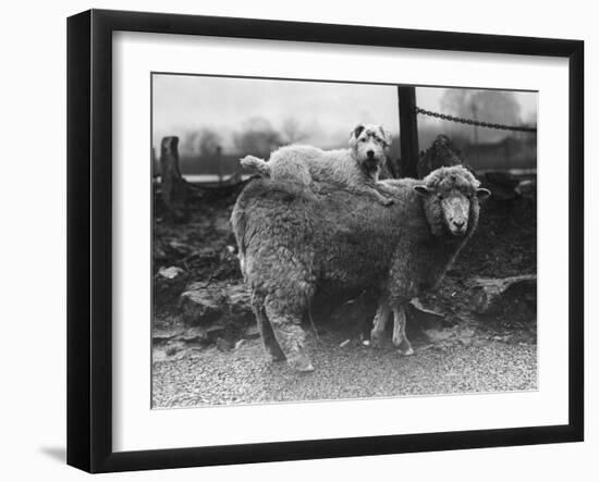 Sealyham Riding a Sheep-null-Framed Photographic Print