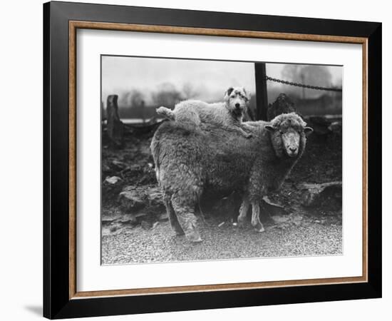 Sealyham Riding a Sheep-null-Framed Photographic Print