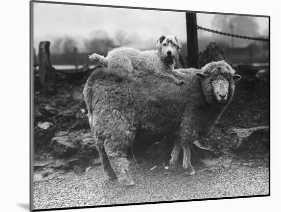 Sealyham Riding a Sheep-null-Mounted Photographic Print