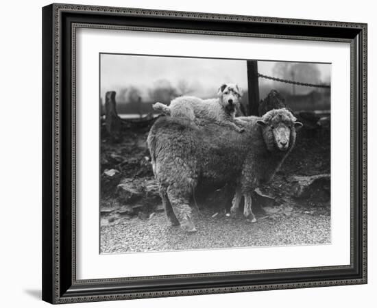 Sealyham Riding a Sheep-null-Framed Photographic Print