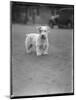 Sealyham Terrier on Leash-Dick Whittington Studio-Mounted Photographic Print