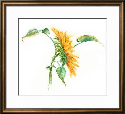 Seamless Pattern With A Watercolor Sunflower Summer Flowers Heat Wood Texture Drawing Art Print Annanenasheva Art Com