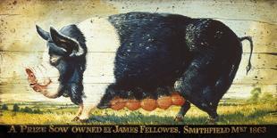 Prize Black Sow-Sean Aherne-Stretched Canvas