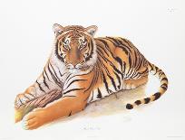 Royal Bengal Tiger-Sean Bollar-Collectable Print