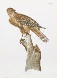 Florida Red Shouldered Hawk-Sean Bollar-Framed Collectable Print