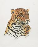 Royal Bengal Tiger-Sean Bollar-Framed Collectable Print