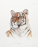 Bengal Tiger-Sean Bollar-Framed Collectable Print