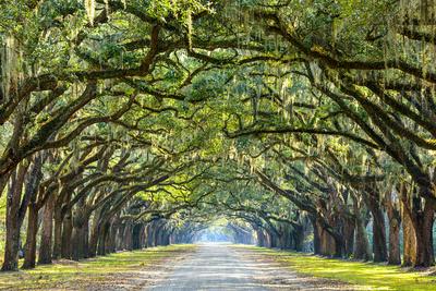 Savannah, Georgia, USA Oak Tree Lined Road at Historic Wormsloe Savannah, Georgia, USA Oak Tree Lined Road at Historic Wormsloe