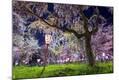 Photographic Print