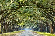 Savannah, Georgia, USA Oak Tree Lined Road at Historic Wormsloe Plantation.-SeanPavonePhoto-Photographic Print