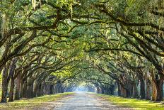 Savannah, Georgia, USA Oak Tree Lined Road at Historic Wormsloe Plantation.-SeanPavonePhoto-Mounted Photographic Print