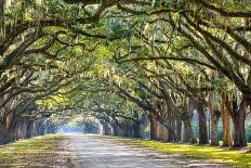 Savannah, Georgia, USA Oak Tree Lined Road at Historic Wormsloe Plantation.-SeanPavonePhoto-Photographic Print