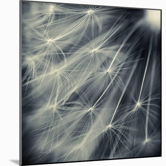 Search for Light-Ursula Abresch-Mounted Photographic Print