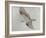 Searching Osprey-Todd Telander-Framed Art Print