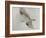 Searching Osprey-Todd Telander-Framed Art Print