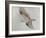 Searching Osprey-Todd Telander-Framed Art Print