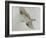 Searching Osprey-Todd Telander-Framed Art Print