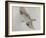 Searching Osprey-Todd Telander-Framed Art Print