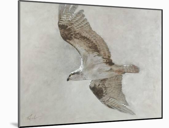 Searching Osprey-Todd Telander-Mounted Art Print