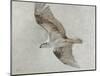 Searching Osprey-Todd Telander-Mounted Art Print