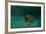 Searching the Shallows-Michael Jackson-Framed Giclee Print