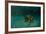 Searching the Shallows-Michael Jackson-Framed Giclee Print