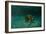 Searching the Shallows-Michael Jackson-Framed Giclee Print