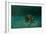 Searching the Shallows-Michael Jackson-Framed Giclee Print