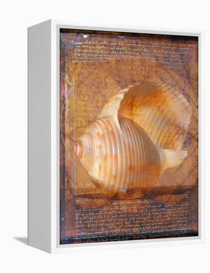 Seashell and Handwriting-Colin Anderson-Framed Premier Image Canvas