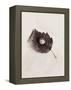 Seashell and Leaf-Graeme Harris-Framed Premier Image Canvas