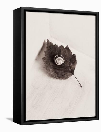 Seashell and Leaf-Graeme Harris-Framed Premier Image Canvas