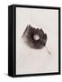 Seashell and Leaf-Graeme Harris-Framed Premier Image Canvas
