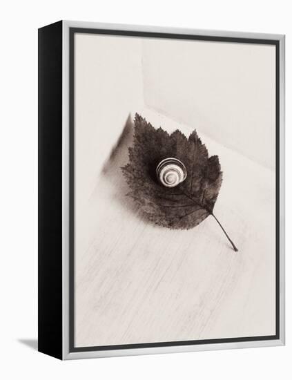 Seashell and Leaf-Graeme Harris-Framed Premier Image Canvas