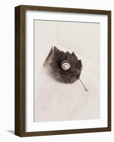 Seashell and Leaf-Graeme Harris-Framed Photographic Print