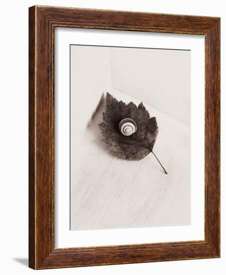 Seashell and Leaf-Graeme Harris-Framed Photographic Print