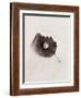 Seashell and Leaf-Graeme Harris-Framed Photographic Print