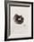 Seashell and Leaf-Graeme Harris-Framed Photographic Print