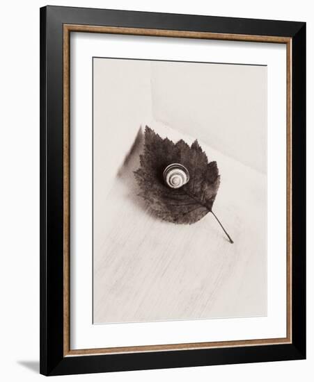 Seashell and Leaf-Graeme Harris-Framed Photographic Print