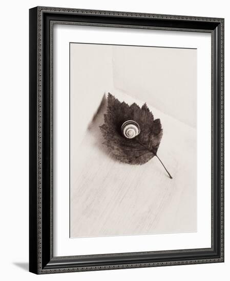 Seashell and Leaf-Graeme Harris-Framed Photographic Print